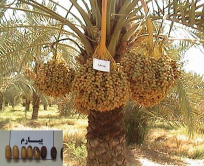 بخش تحقیقات زراعی و باغی