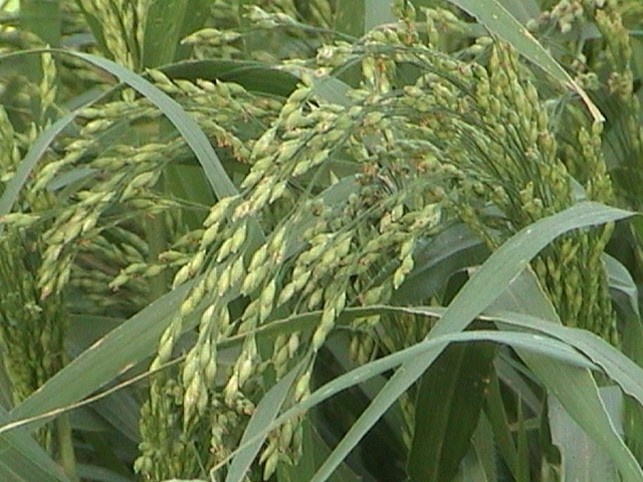 بخش تحقیقات زراعی و باغی