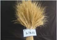 بخش تحقیقات زراعی و باغی