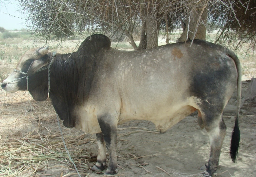 پایگاه تحقیقات گاو دشتیاری ایرانشهر