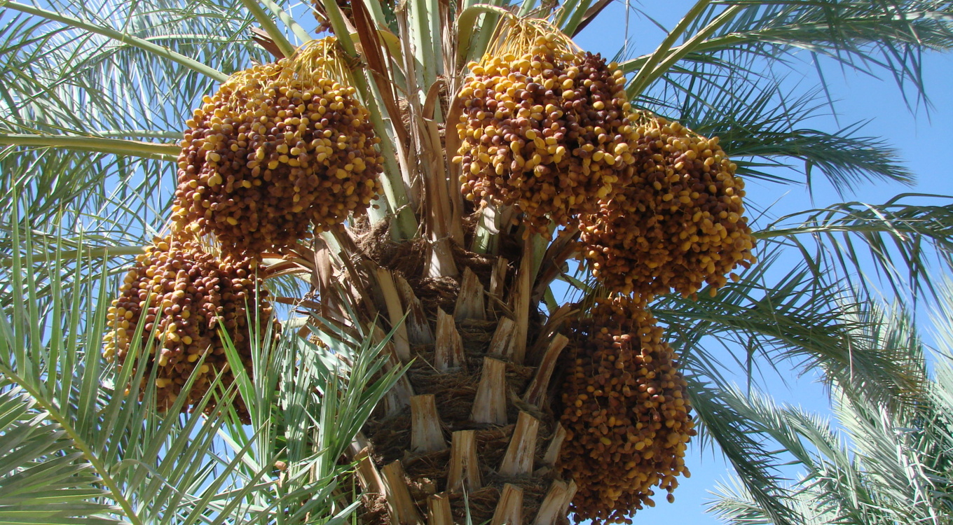 ایستگاه تحقیقات کشاورزی و منابع طبیعی بمپور