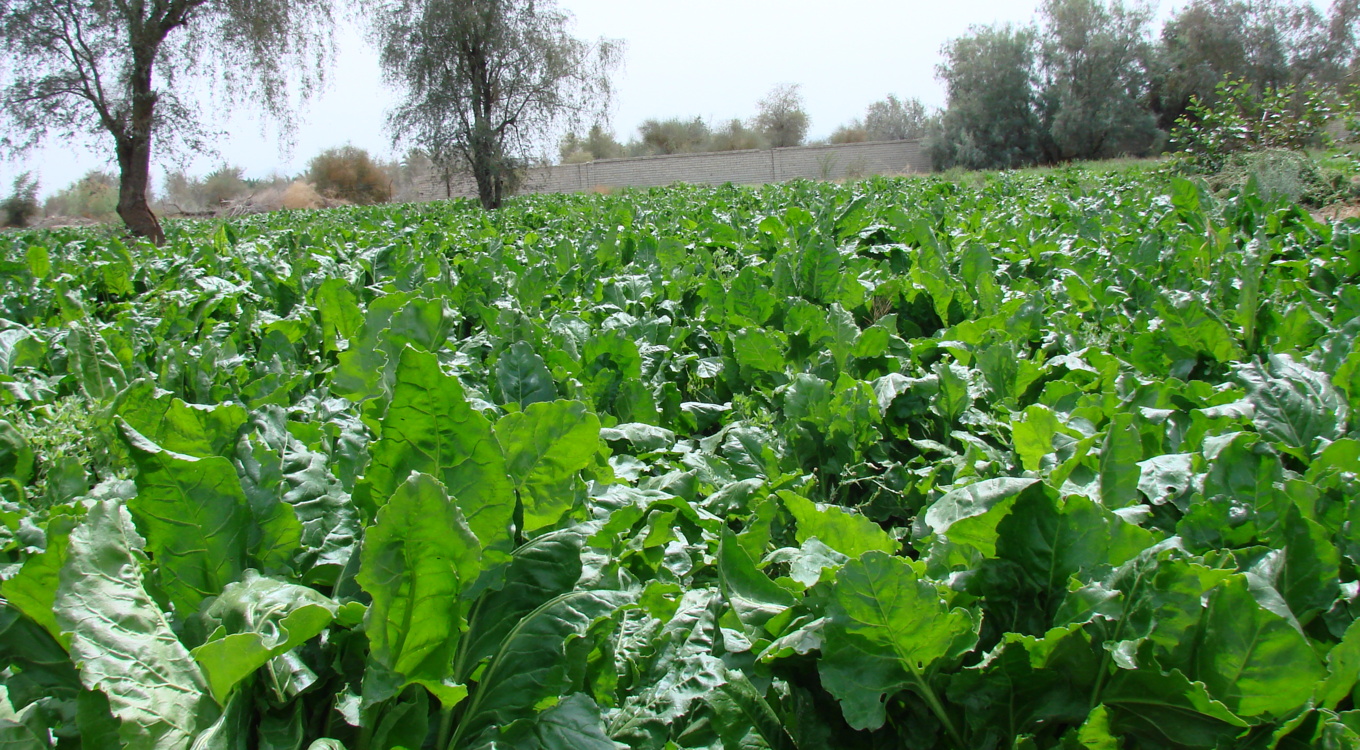 ایستگاه تحقیقات کشاورزی و منابع طبیعی بمپور