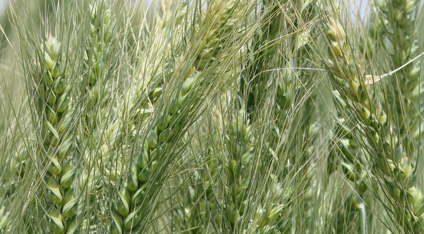 ایستگاه تحقیقات کشاورزی و منابع طبیعی بمپور