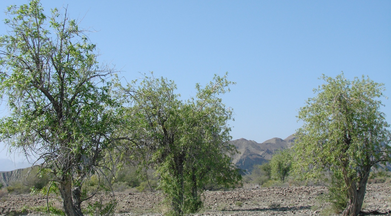 بخش تحقیقات جنگل ها و مراتع