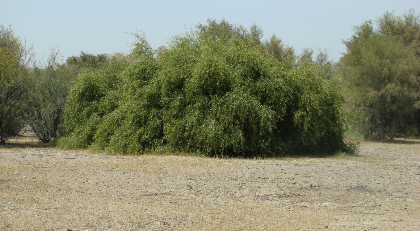 بخش تحقیقات جنگل ها و مراتع