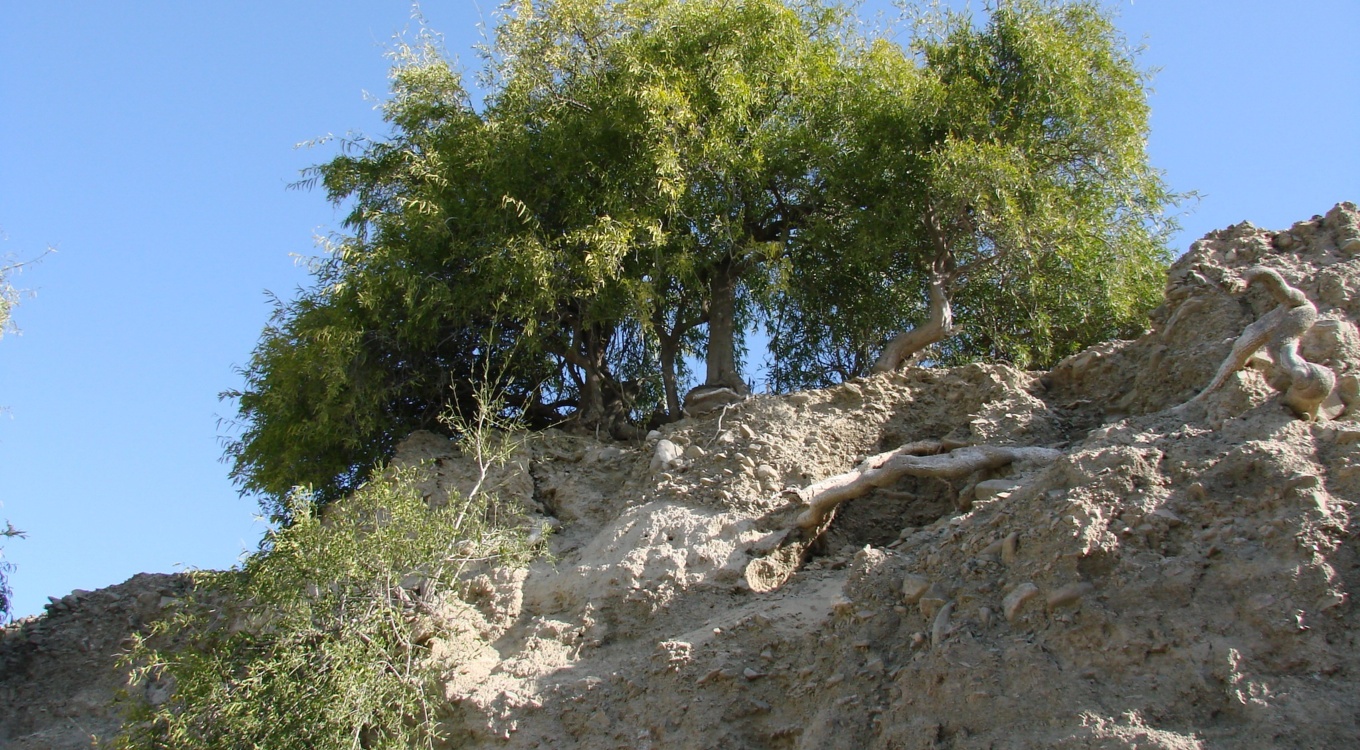 بخش تحقیقات جنگل ها و مراتع