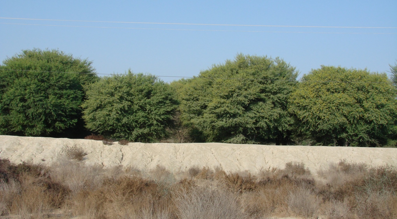 بخش تحقیقات جنگل ها و مراتع