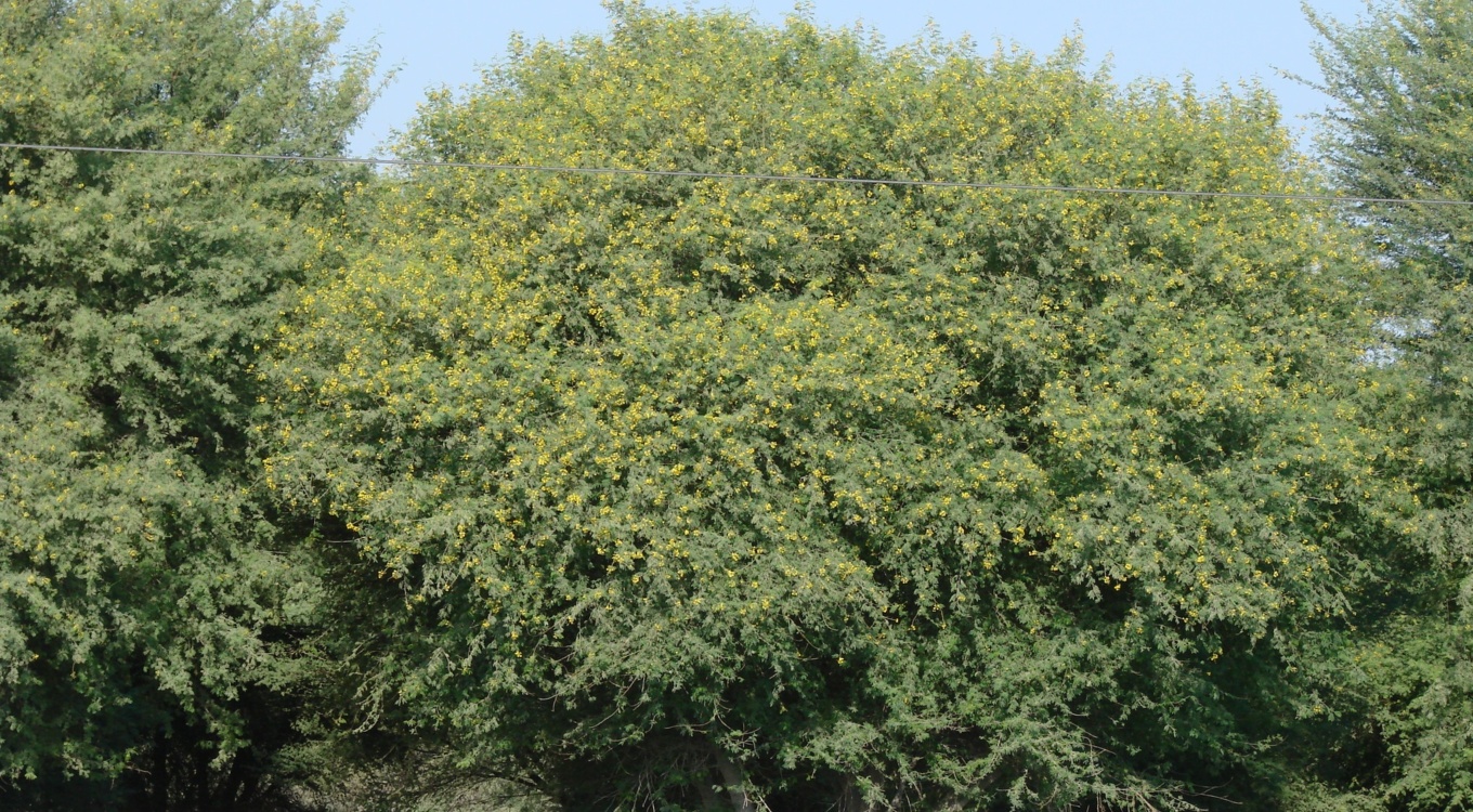 بخش تحقیقات جنگل ها و مراتع