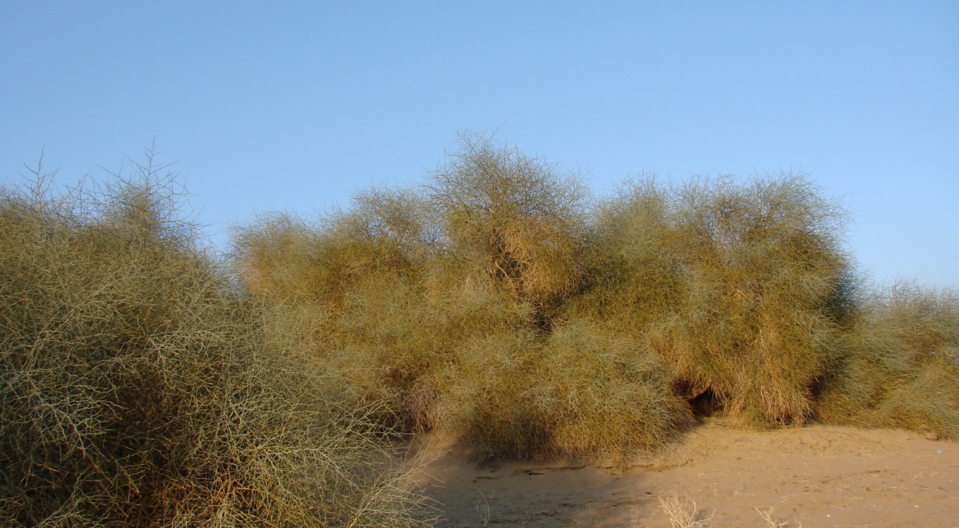 بخش تحقیقات جنگل ها و مراتع