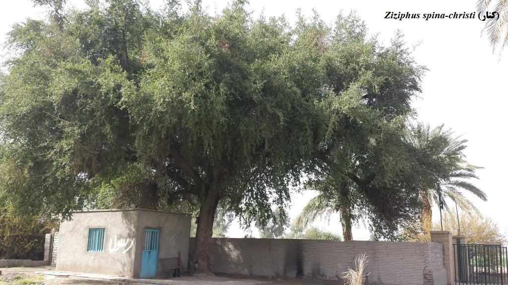 بخش تحقیقات جنگل ها و مراتع