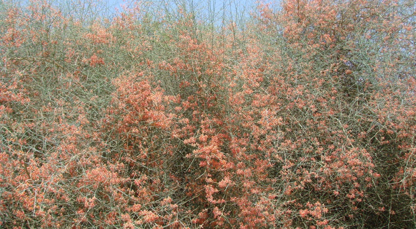 بخش تحقیقات جنگل ها و مراتع