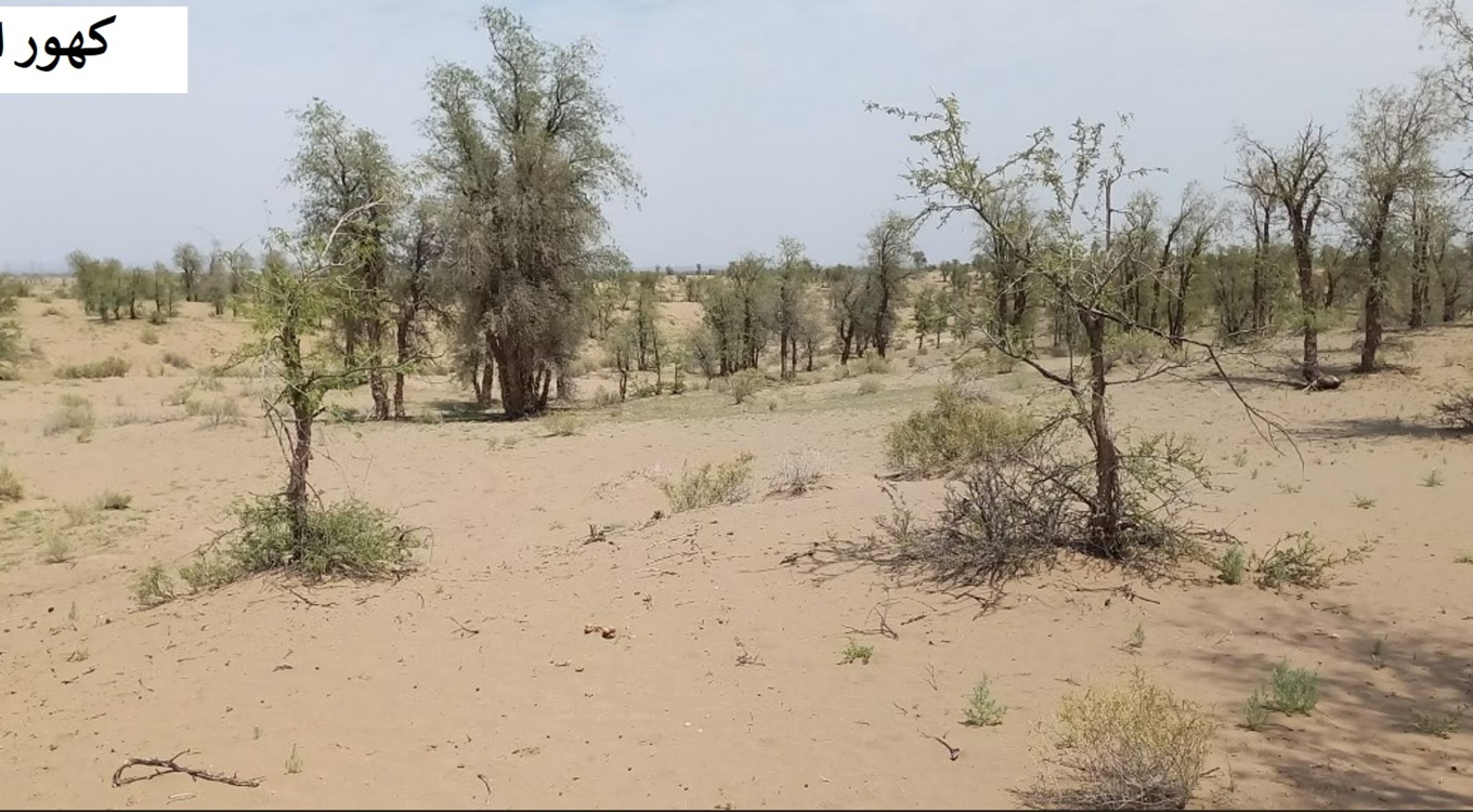 بخش تحقیقات جنگل ها و مراتع