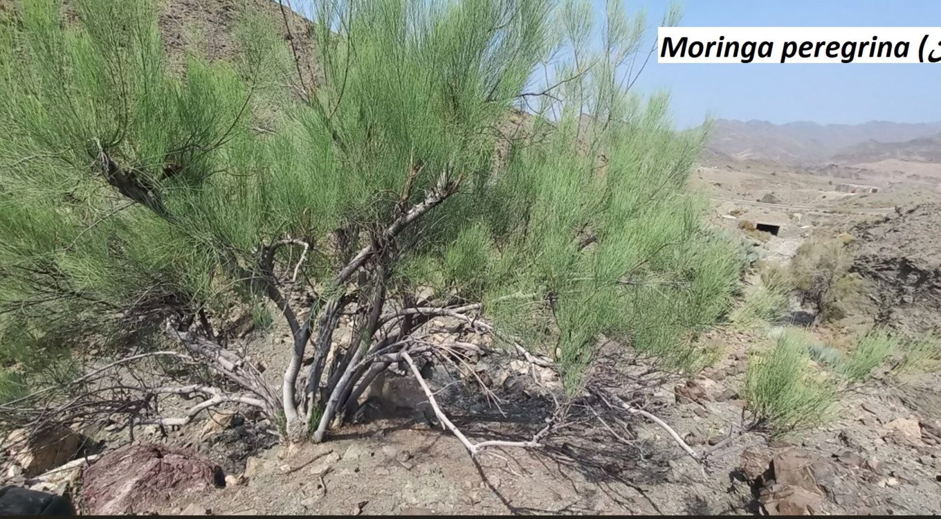 بخش تحقیقات جنگل ها و مراتع