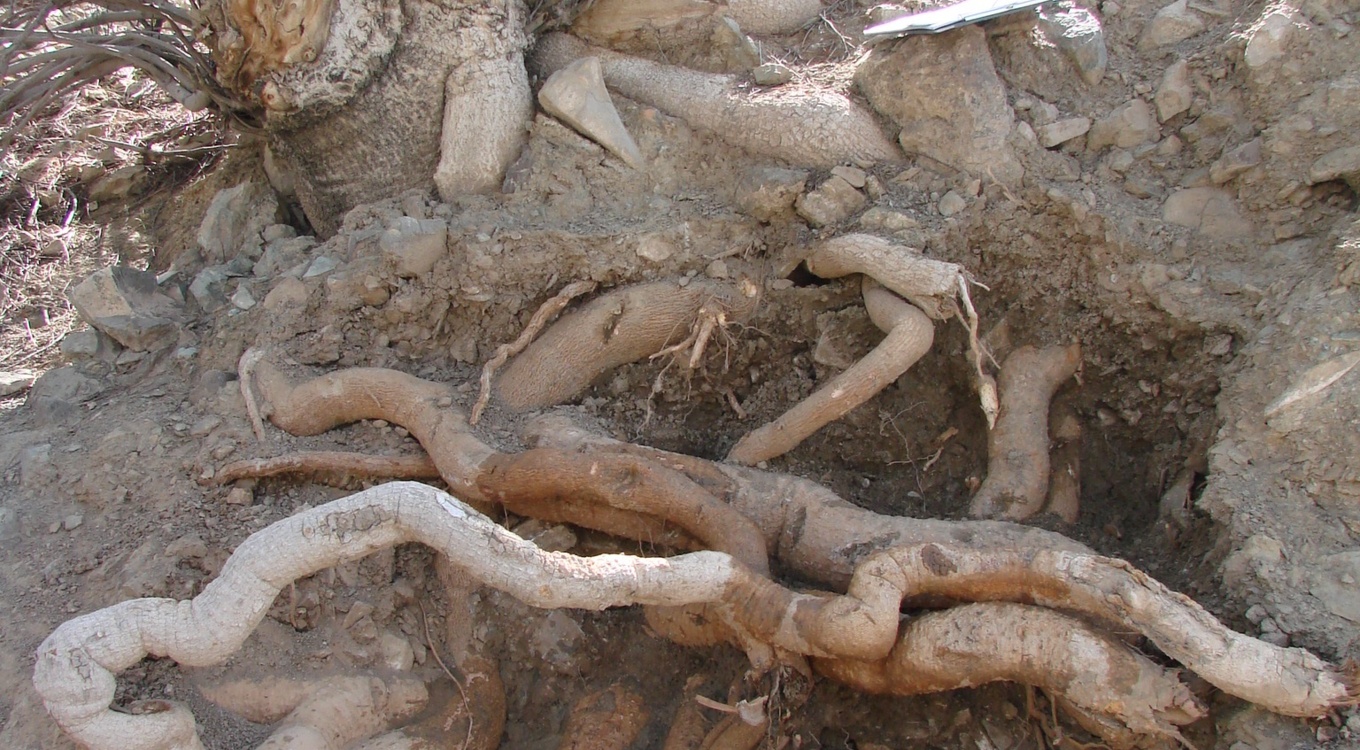 بخش تحقیقات جنگل ها و مراتع