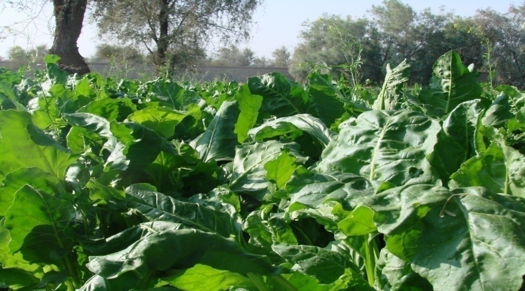 بخش تحقیقات زراعی و باغی