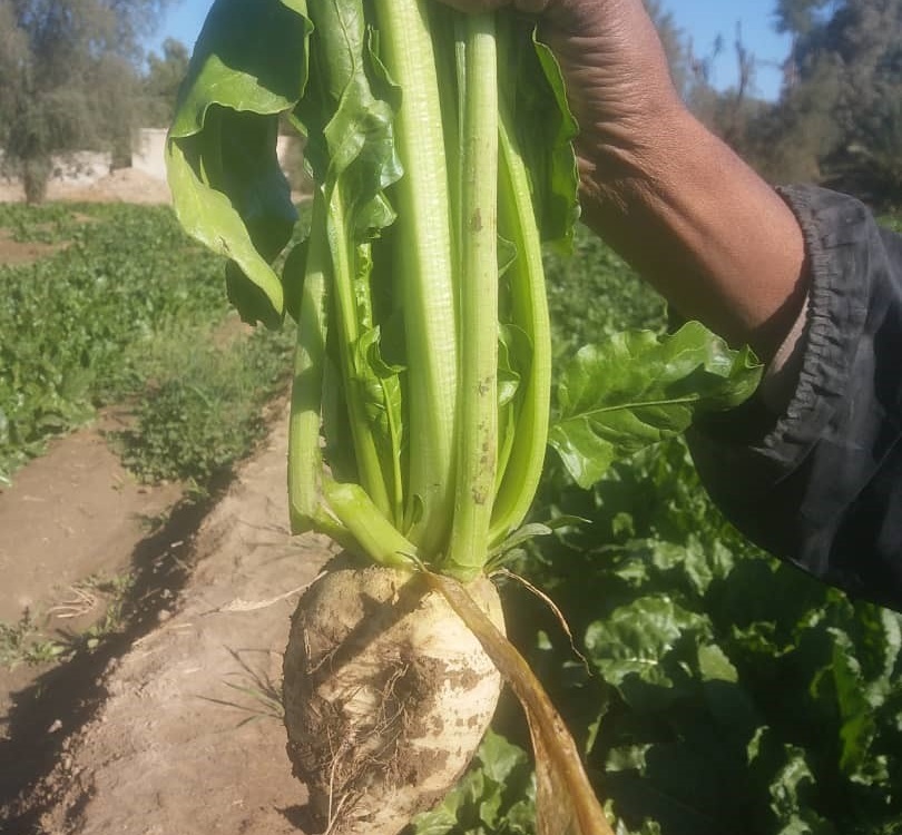 بخش تحقیقات زراعی و باغی