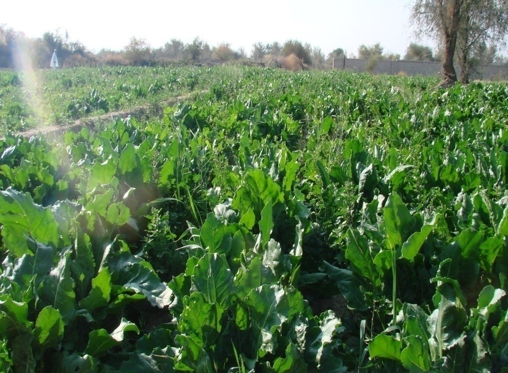 بخش تحقیقات زراعی و باغی