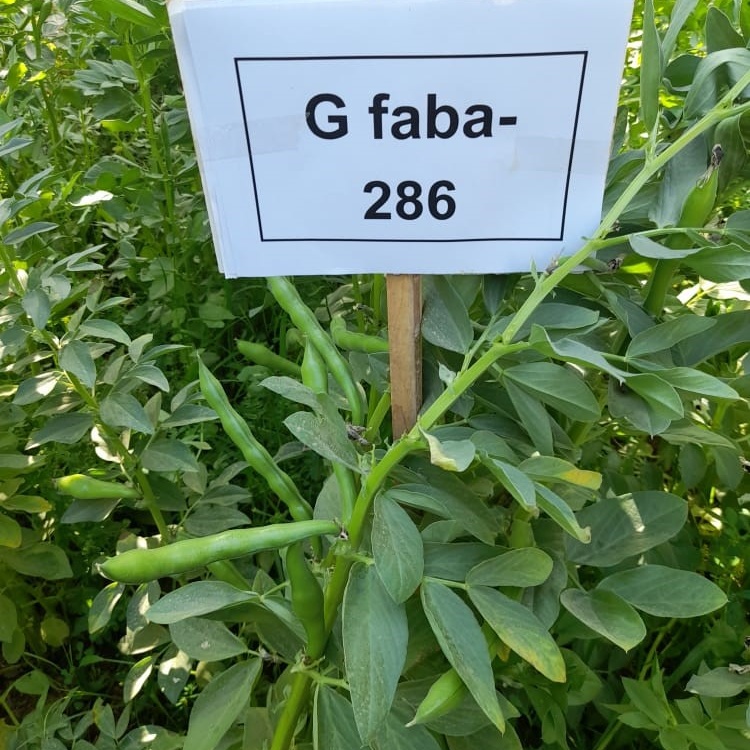 بخش تحقیقات زراعی و باغی