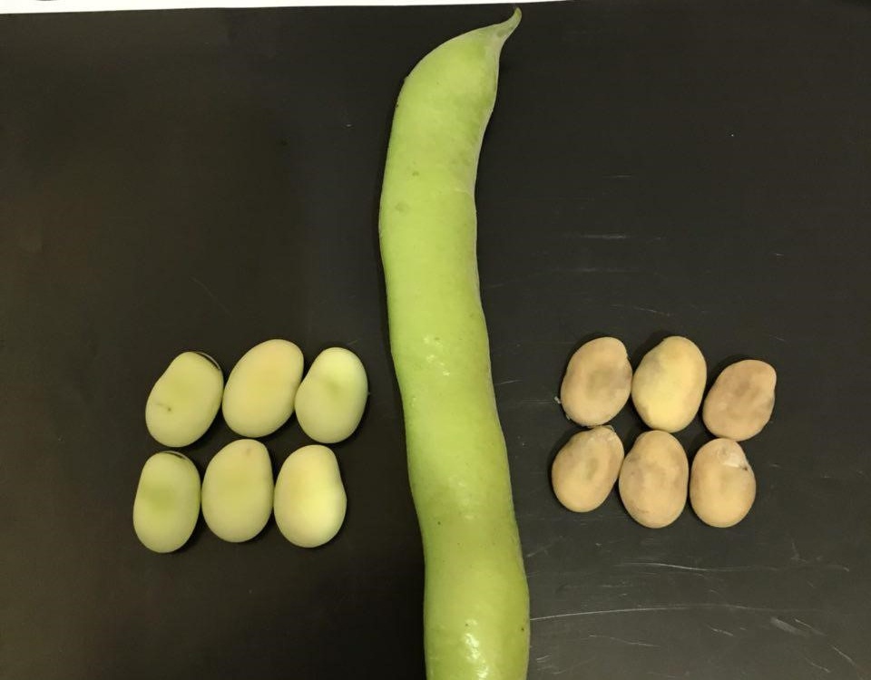 بخش تحقیقات زراعی و باغی