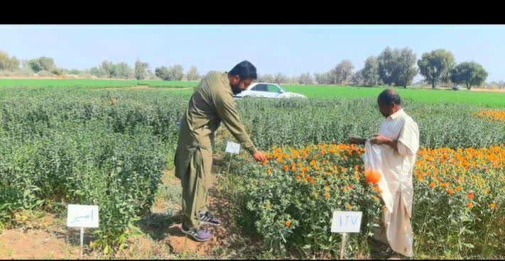 بخش تحقیقات زراعی و باغی