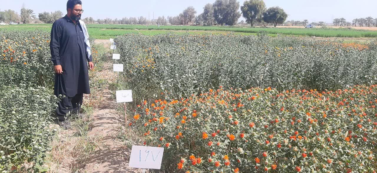 بخش تحقیقات زراعی و باغی