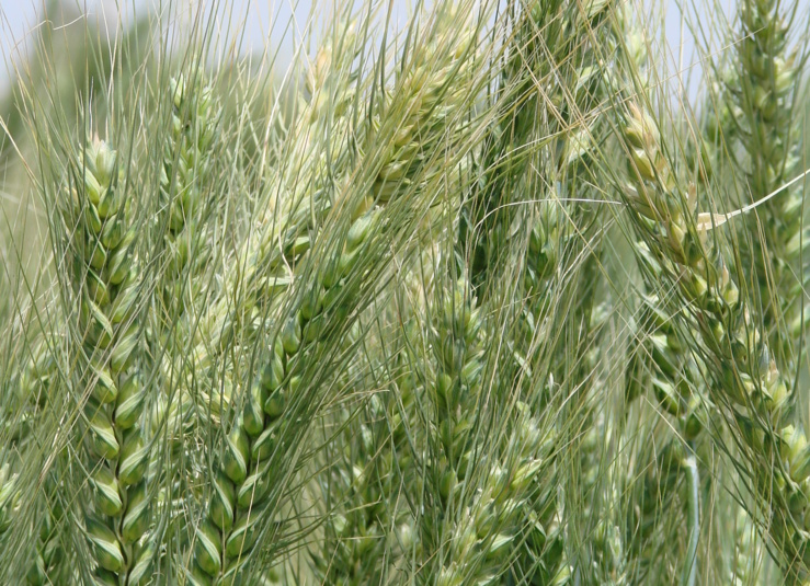 ایستگاه تحقیقات کشاورزی و منابع طبیعی بمپور