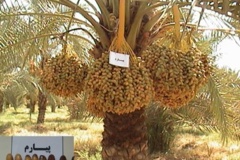 بخش تحقیقات زراعی و باغی