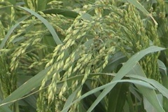 بخش تحقیقات زراعی و باغی