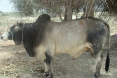 پایگاه تحقیقات گاو دشتیاری ایرانشهر