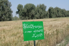 ایستگاه تحقیقات کشاورزی و منابع طبیعی بمپور