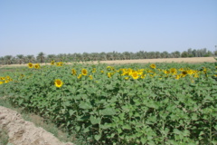 ایستگاه تحقیقات کشاورزی و منابع طبیعی بمپور