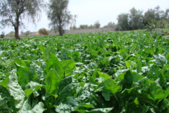 ایستگاه تحقیقات کشاورزی و منابع طبیعی بمپور