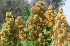 ایستگاه تحقیقات کشاورزی و منابع طبیعی بمپور