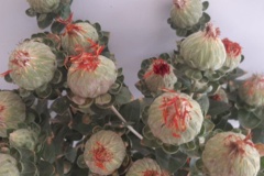 ایستگاه تحقیقات کشاورزی و منابع طبیعی بمپور