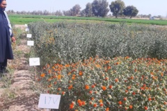 ایستگاه تحقیقات کشاورزی و منابع طبیعی بمپور