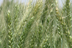 ایستگاه تحقیقات کشاورزی و منابع طبیعی بمپور