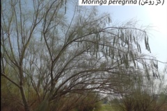 بخش تحقیقات جنگل ها و مراتع