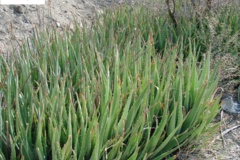 بخش تحقیقات جنگل ها و مراتع