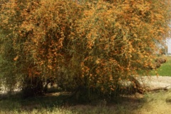 بخش تحقیقات جنگل ها و مراتع