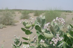 بخش تحقیقات جنگل ها و مراتع