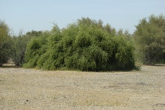 بخش تحقیقات جنگل ها و مراتع