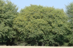 بخش تحقیقات جنگل ها و مراتع