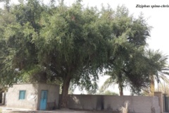 بخش تحقیقات جنگل ها و مراتع