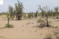 بخش تحقیقات جنگل ها و مراتع