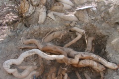 بخش تحقیقات جنگل ها و مراتع