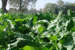 بخش تحقیقات زراعی و باغی