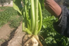 بخش تحقیقات زراعی و باغی