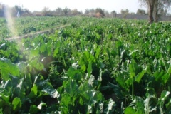 بخش تحقیقات زراعی و باغی