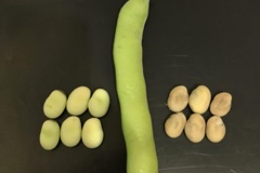 بخش تحقیقات زراعی و باغی