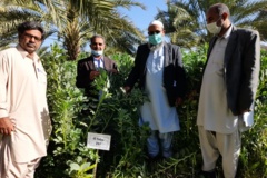 بخش تحقیقات زراعی و باغی